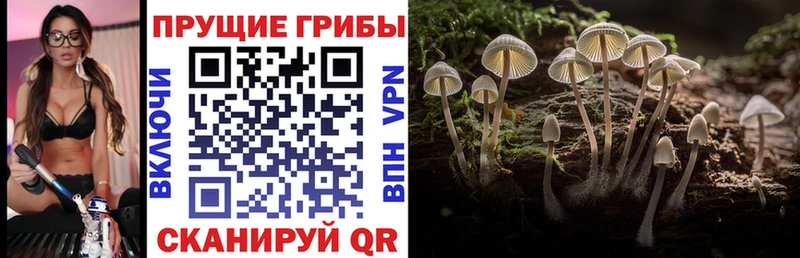 Галлюциногенные грибы MAGIC MUSHROOMS  нарко площадка какой сайт  Новая Усмань 
